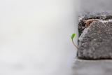 Small green sprout emerging from a crack in a grey stone wall, symbolising resilience and growth.